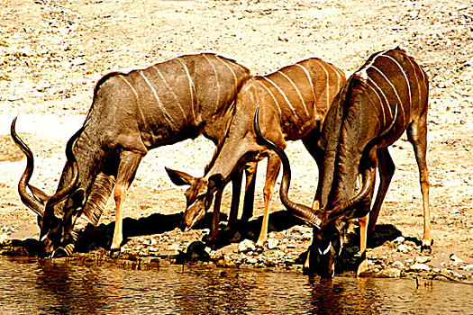 三个,捻角羚,饮用水,河边,乔贝,河,博茨瓦纳