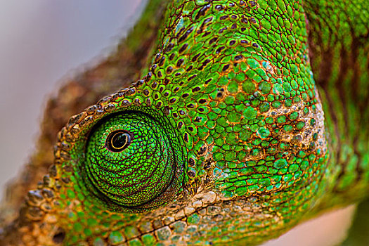 madagascar马达加斯加chameleon变色龙微距摄影