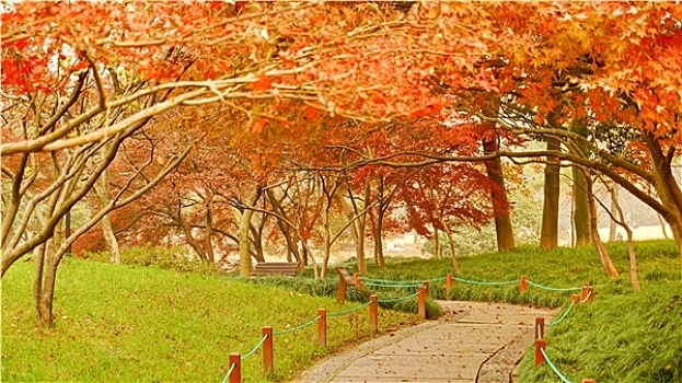 秋天的枫树林小路