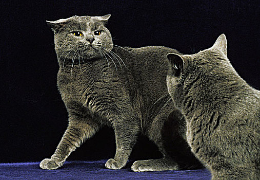 卡尔特猫,家猫,成年,黑色背景,防卫姿势