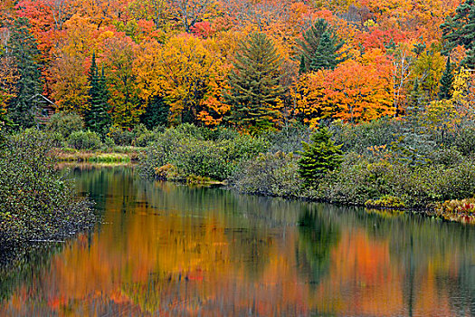 秋天,反射,河,湖,安大略省,加拿大