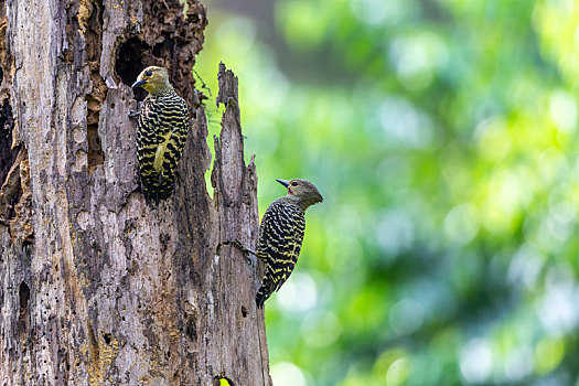 一只黄腰斑啄木鸟攀附在一桩枯木上啄食树干上的蛀虫