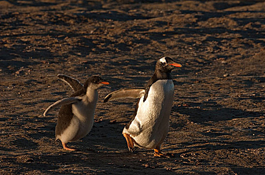 巴布亚企鹅,幼禽,追逐,请求,父母,食物,岛屿,福克兰群岛