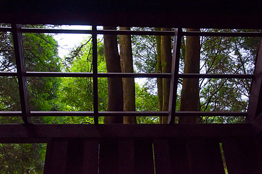 茂密的森林里提供游客观赏森林的树屋