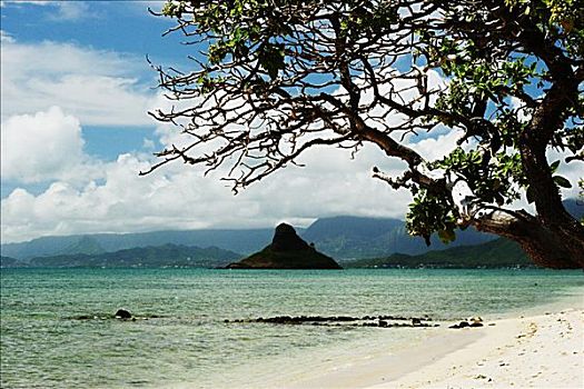 夏威夷,瓦胡岛,向风,斗笠岛,静水,沙滩,树