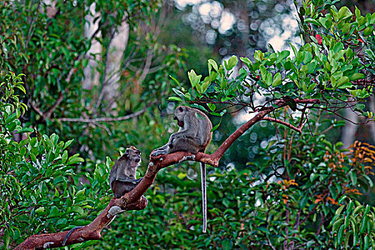 两个,短尾猿,檀中埠廷国立公园,中心,加里曼丹,婆罗洲,印度尼西亚,亚洲