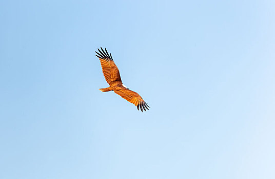 借助气流盘旋在天空中的斯里兰卡栗鸢鸟