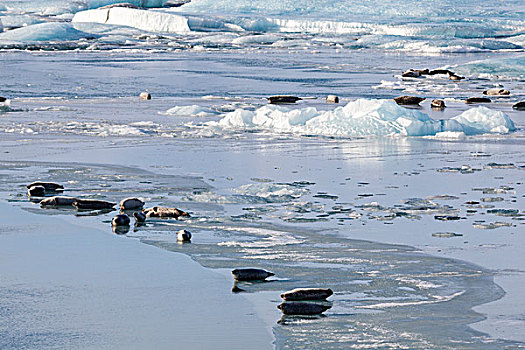 斑海豹,普通,海豹,晒太阳,冰,杰古沙龙湖,泻湖,瓦特纳冰川,国家公园,欧洲,北欧,冰岛