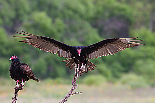 美洲鹫,红头美洲鹫,降落,飞行