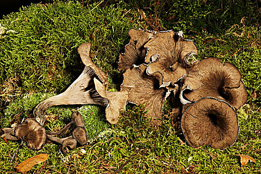 黑蘑菇,蘑菇