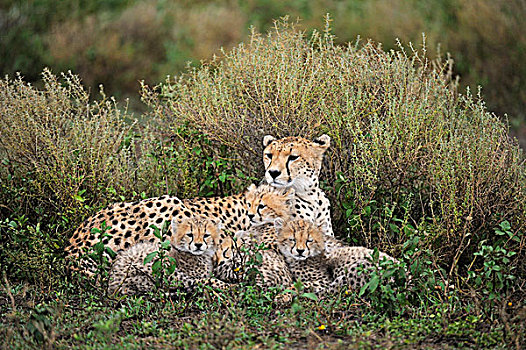 印度豹,猎豹,幼兽,偎依,雨,恩戈罗恩戈罗,保护区,坦桑尼亚,非洲