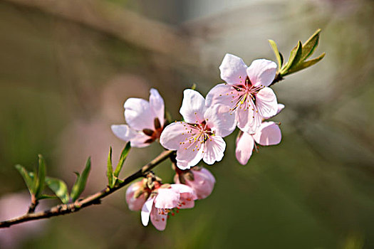 桃花,枝条