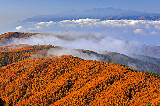 晨雾,日本,落叶松属植物,树林,阿尔卑斯山中部,山