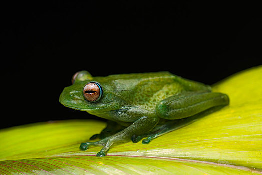青蛙,叶子,国家公园,东南部,马达加斯加,非洲