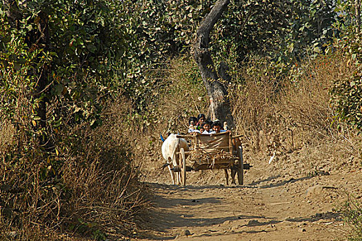 印度,阉牛,手推车,风景,小,旅行,乡村,道路