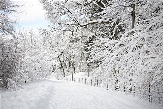 积雪,道路,多伦多,安大略省,加拿大