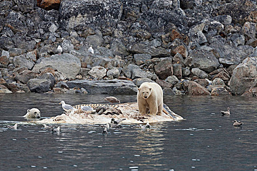 北极熊,两个,成年人,喂食,腐食,死,鳍鲸,长须鲸,尸体,漂浮,斯匹次卑尔根岛,斯瓦尔巴特群岛,北极