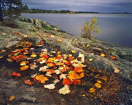 秋叶,岩石,岸边,下雨,湖,国家公园,明尼苏达