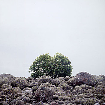 树,岩石