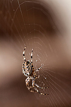 园蛛,蜘蛛网