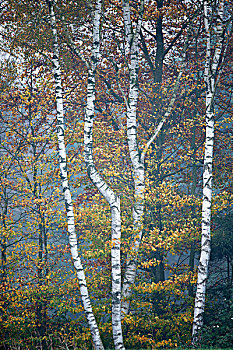 桦树,山毛榉树,秋天,下萨克森,德国,欧洲