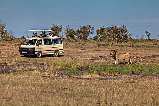 狮子,正面,吉普车,马赛马拉国家保护区,肯尼亚,东非,非洲