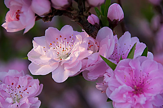 北京公园盛开的桃花