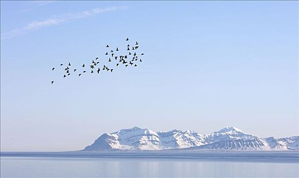 成群,飞跃,峡湾,斯瓦尔巴特群岛,挪威