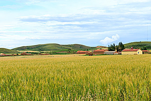 麦田