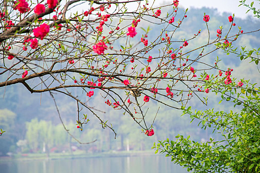 杭州西湖春景桃花