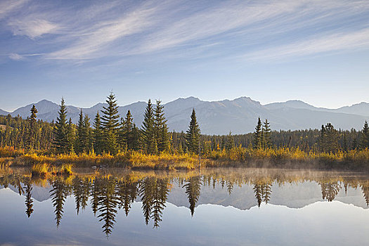 棉白杨,低湿地,碧玉国家公园,艾伯塔省,加拿大