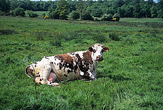 诺曼底,牛,母牛,休息,草