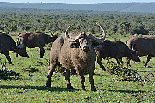 南非水牛,非洲水牛,阿多大象国家公园,东开普省,南非,非洲