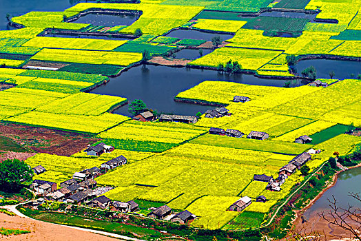 安徽省芜湖市响水涧油菜花田园乡村自然景观