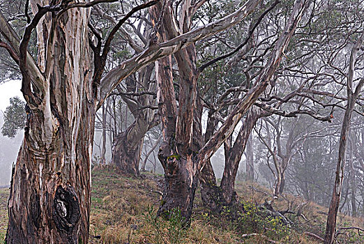 澳大利亚,昆士兰,桉树,树林,薄雾