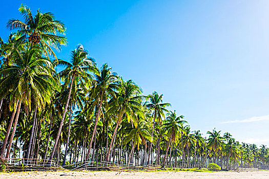 棕榈树,白沙滩,海滩,爱妮岛,巴拉望岛,菲律宾,亚洲