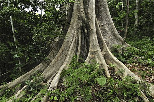 树干,安卡拉那特别保护区,北方,马达加斯加
