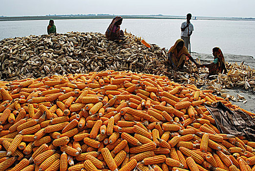 孟加拉,玉米,长,时间,安静,作物,加速,制作,10岁,重要,专注