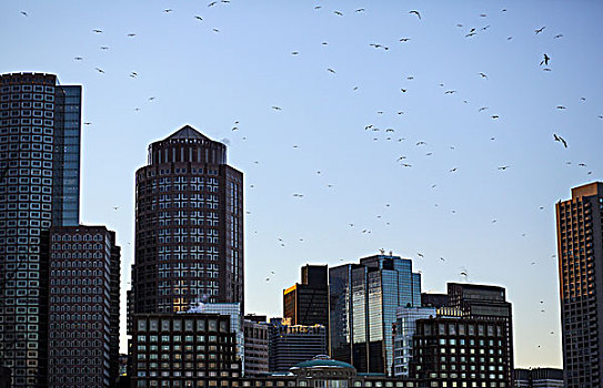 天际线,鸟,飞翔,高处,波士顿,马萨诸塞,美国,城市,建筑