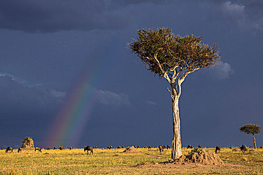 肯尼亚,马赛马拉,角马,放牧,草原,马赛马拉国家保护区,彩虹,威胁,天空,接近,暴风雨