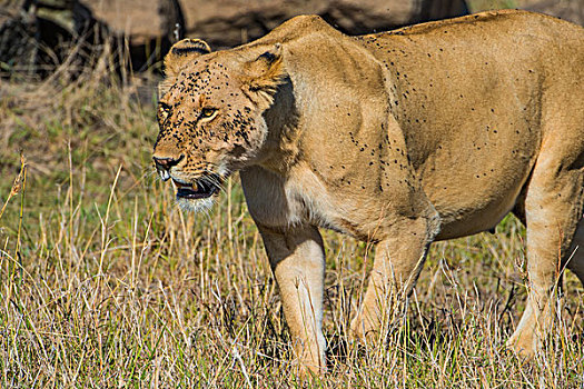 肯尼亚马赛马拉国家公园母狮子