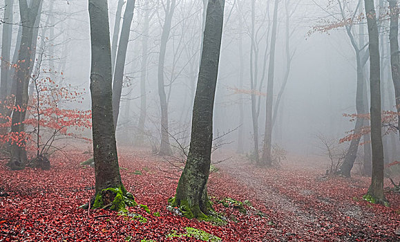 氛围,秋天,树林,山毛榉,雾