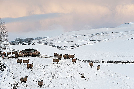 羊群,冬天,北约克郡,英格兰