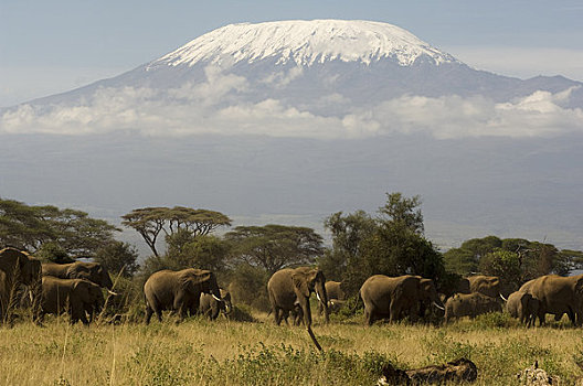 非洲象,乞力马扎罗山,安伯塞利国家公园,肯尼亚,非洲