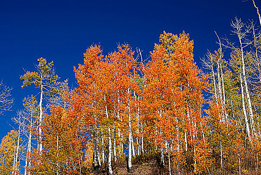 桦树,科罗拉多,美国