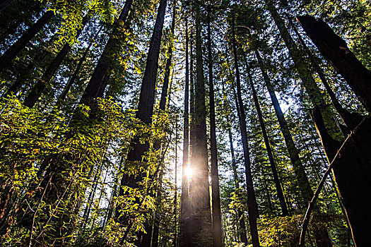 太阳,红杉,巨树之道,北加州,美国
