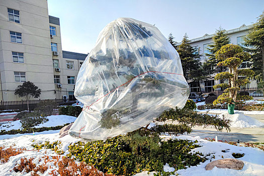 园林树罩塑料袋保温