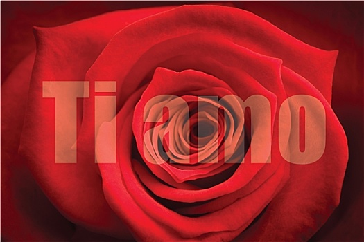 合成效果,图像,特写,红玫瑰