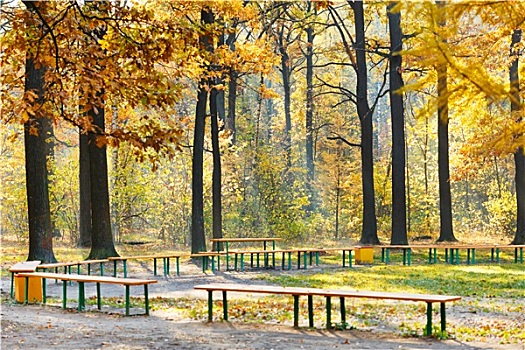 花园,长椅,黄色,树林,秋天