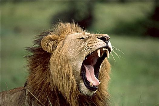 狮子,马塞马拉野生动物保护区,肯尼亚